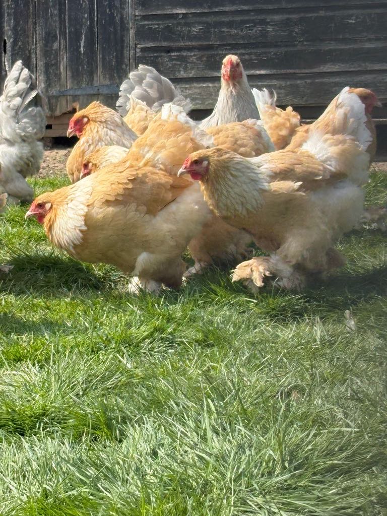 Single -vendor Poultry Auction