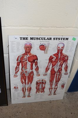 Lot 361 - Modern anotomical print  The Muscular System