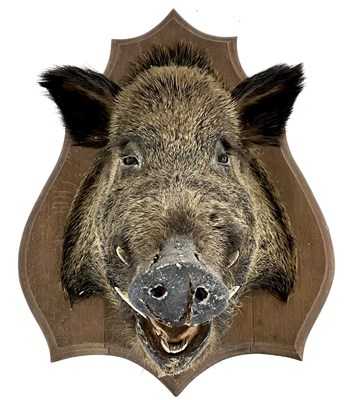 Lot 168 - 20th Century French taxidermy Wild Boar (Sus...