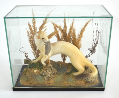 Lot 176 - Taxidermy Ermine stoat (Mustela Erminea) in...