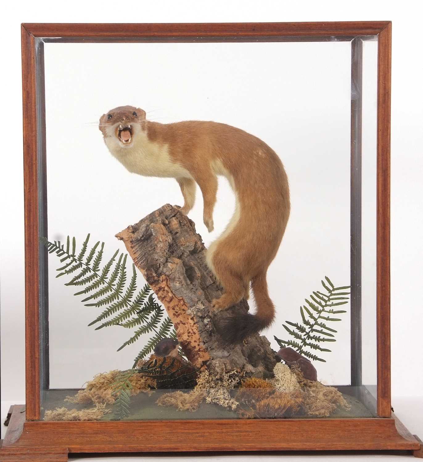 Lot 31 - Taxidermy cased stoat (Mustela Erminea) by...