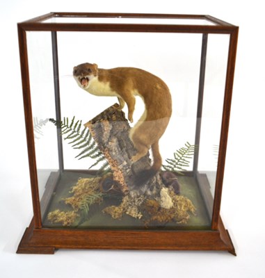 Lot 31 - Taxidermy cased stoat (Mustela Erminea) by...