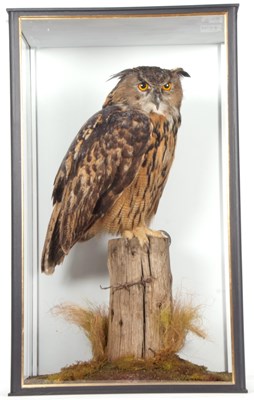 Lot 180 - Very large and very well done taxidermy cased...