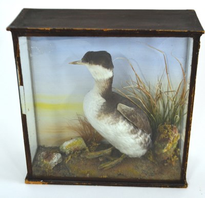 Lot 182 - A Victorian cased Slovonian Grebe in winter...