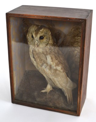 Lot 183 - A Victorian/Edwardian cased taxidermy Tawny...