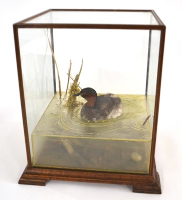 Lot 184 - Cased taxidermy Dab chick/Little Grebe...