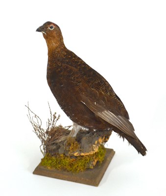 Lot 186 - Modern taxidermy Grouse by H R Bennett in...