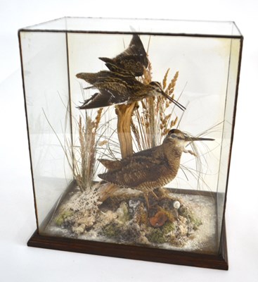 Lot 187 - Taxidermy case of a Snipe (Gallinago...