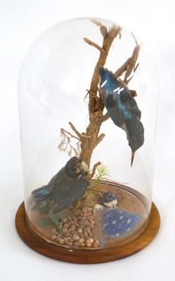 Lot 188 - A pair of Eurasian Kingfishers (Alcedo Atthis)...