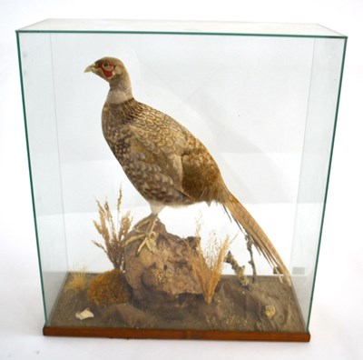 Lot 189 - Taxidermy male Common White/Leucistic Pheasant...