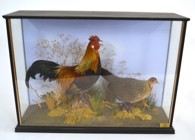 Lot 196 - Taxidermy cased cock and bird Dutch Bantom...