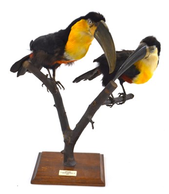 Lot 197 - Two taxidermy Toucans perched on a branch set...