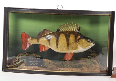 Lot 199 - 20th Century taxidermy cased Perch, set in...