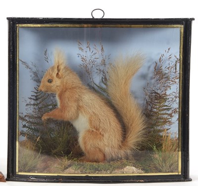 Lot 200 - An early 20th Century Red Squirrel set in...