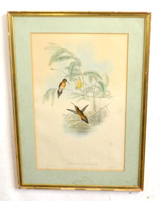 Lot 2 - After John Gould and Henry Constantine Richter,...