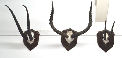 Lot 203 - Three taxidermy antelope skull and horn...