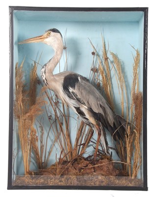 Lot 210 - 20th Century cased taxidermy Heron set in...