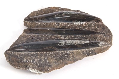 Lot 191 - A cluster of three Orthoceras fossils, largest...