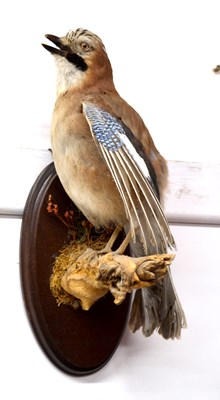 Lot 195 - Wall mounted taxidermy Eurasian Jay (Garrulus...