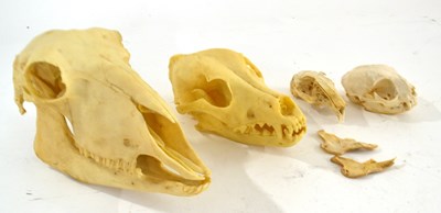 Lot 212 - Quantity of four skulls to include two resin...