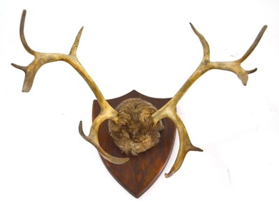 Lot 214 - A mounted set of Reindeer antlers and scalp on...