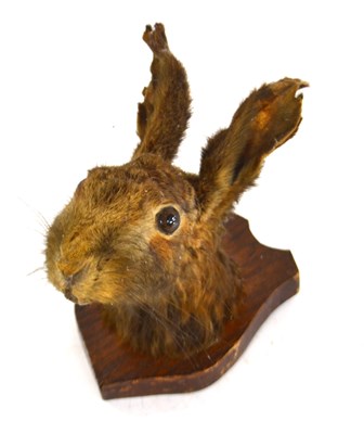 Lot 497 - An early 20th Century taxidermy European Brown...