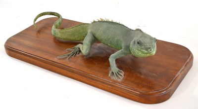 Lot 216 - Taxidermy Iguana mounted on wooden base,...