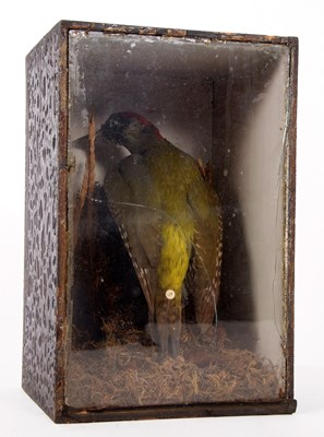 Lot 218 - Victorian taxidermy cased Green Woodpecker...