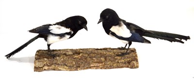 Lot 220 - Two taxidermy Magpies (Pica Pica) perched on a...