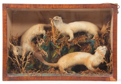 Lot 222 - Case of three taxidermy Eurasian stoats...