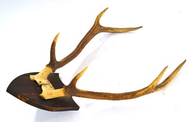 Lot 223 - Small six point Red Deer (Cervus Elaphus) Stag...