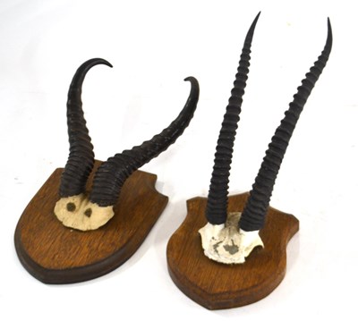 Lot 226 - Two antelope horns/top of skulls mounted on...