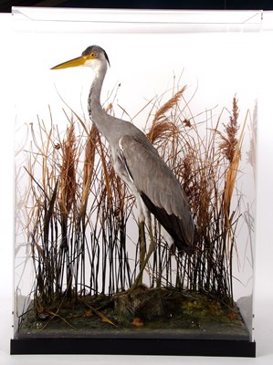 Lot 73 - Taxidermy Grey Heron (Ardea cinerea) set in...