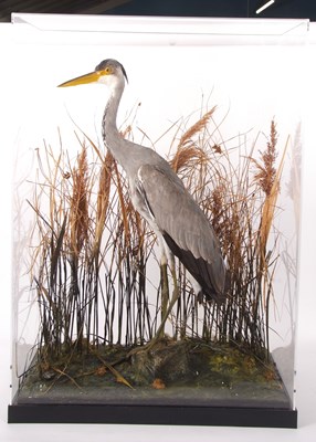 Lot 73 - Taxidermy Grey Heron (Ardea cinerea) set in...