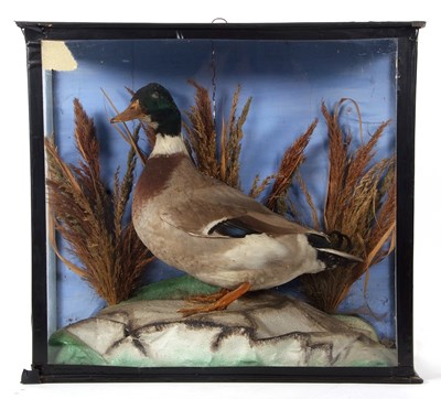 Lot 15 - Victorian Taxidermy Male Mallard Duck (Anas...