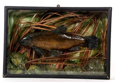 Lot 92 - Cased taxidermy Tench in naturalistic setting...