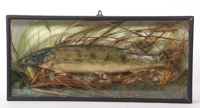 Lot 91 - Taxidermy little Pike, set in black painted...