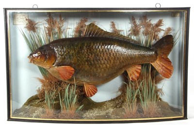 Lot 232 - Taxidermy Common Carp in bow fronted black...