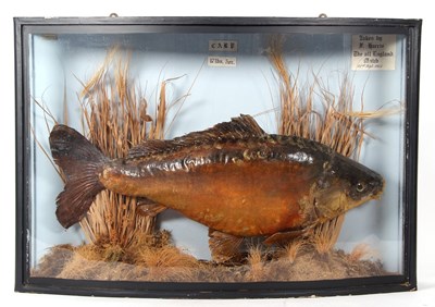 Lot 20 - Taxidermy cased Carp set in naturalistic...