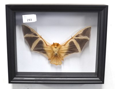 Lot 293 - Taxidermy: Painted Wooly Bat in box frame, a...