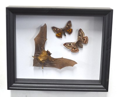 Lot 294 - Taxidermy: Javan Pipistrelle Bat with Emperor...