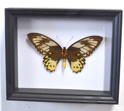 Lot 300 - Taxidermy Female Birdwing Butterfly in black...