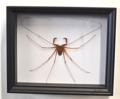 Lot 298 - Taxidermy: Whip Spider in black frame, also...