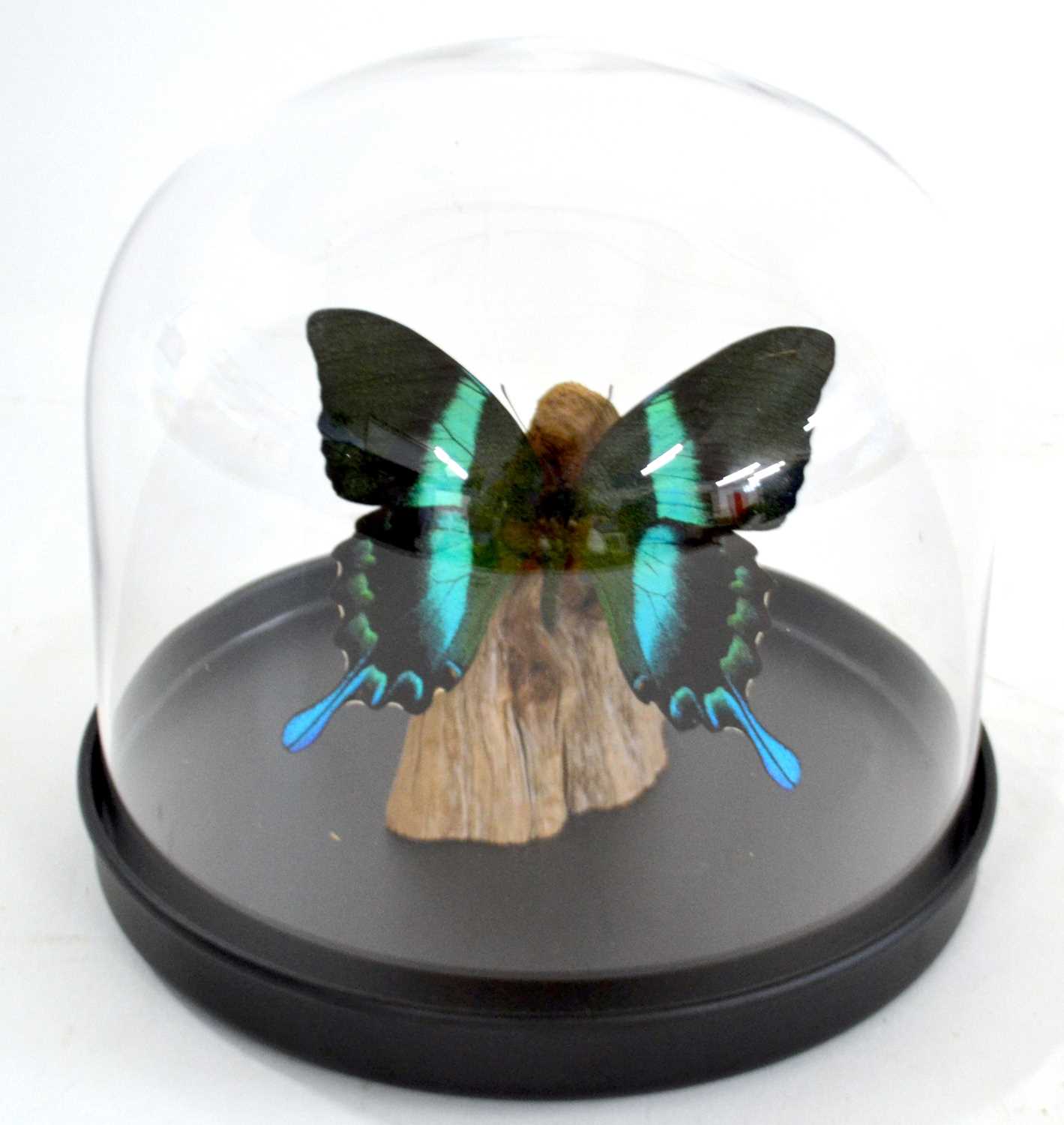 Lot 304 - Taxidermy: Peacock Green Swallowtail Butterlfy...