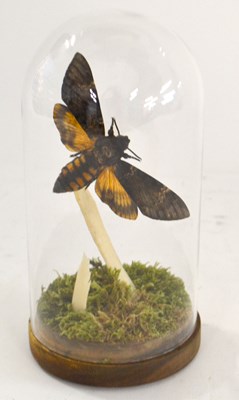 Lot 303 - Taxidermy: Death’s Head Hawk Moth in flight...