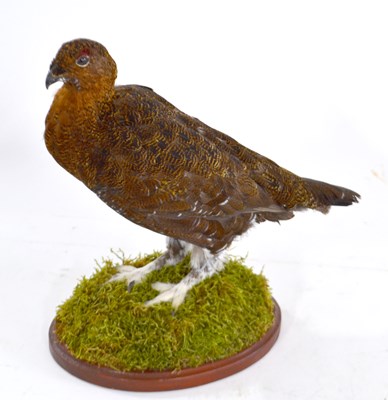 Lot 247 - Taxidermy: Red Grouse (Lagopus lagopus), a...