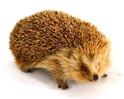 Lot 263 - Taxidermy: European Hedgehog (Erinaceus...