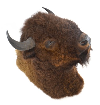 Lot 271 - Taxidermy: North American Bison (Bison bison),...