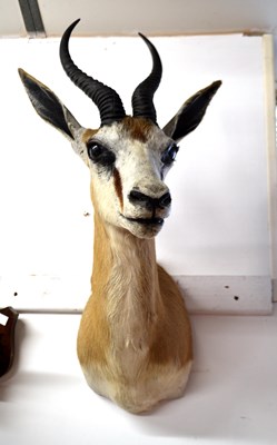 Lot 269 - Taxidermy: South African Springbok (Antidorcas...