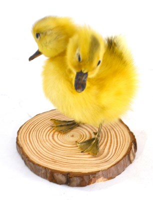 Lot 251 - Taxidermy: Freak “Two-Headed Duckling”, a cute...